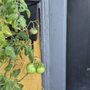 Photo of Horticulture For Hire