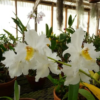 Shelldance Orchid Gardens - Nurseries & Gardening Near Me - Pacifica, California