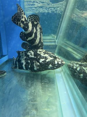 Yue Kee Roast Goose Restaurant by null