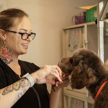Camp Canine - Finishing touches - Pet Groomers Near Me - Santa Barbara, California