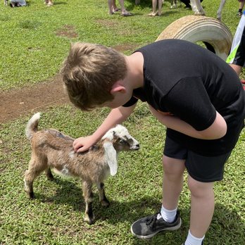 Honomu Goat Dairy - Attraction Farms Near Me - Honomu, Hawaii Honomu Goat Dairy - Attraction Farms Near Me - Honomu, Hawaii