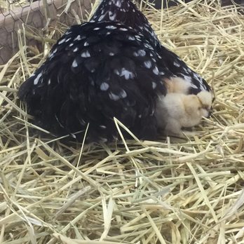 New York State Fair - Chicken - Festivals Near Me - Syracuse, New York