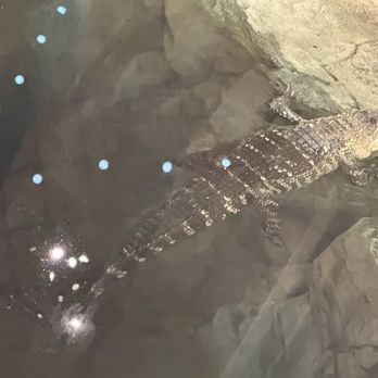 Bass Pro Shop - Guns & Ammo Near Me - Memphis, Tennessee