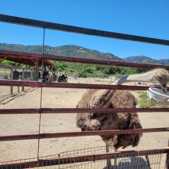 Ostrichland USA - Attraction Farms Near Me - Solvang, California Ostrichland USA - Attraction Farms Near Me - Solvang, California
