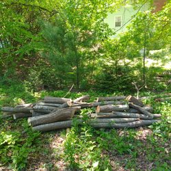 S.A.B. Tree Experts - Steve cut the trunks of the group of trees into pieces that I will cut and use for firewood later.