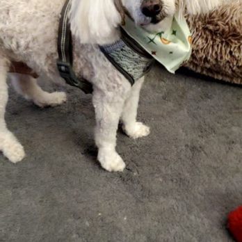 Petco - After grooming. Made Teddy look like a - Pet Stores Near Me - San Diego, California Petco - After grooming. Made Teddy look like a - Pet Stores Near Me - San Diego, California