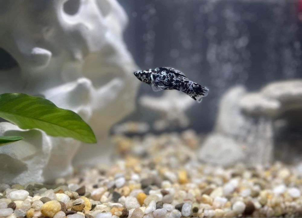 Pet Supermarket Image