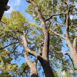Lorenzo’s Tree Services