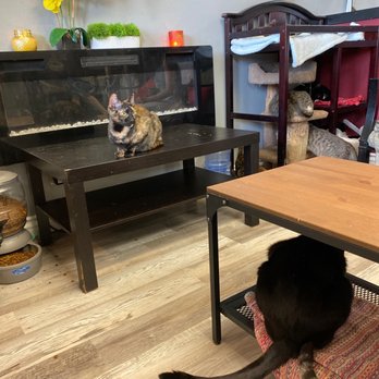 Cat Nap Hangout - Pet Adoption Near Me - Huntington Beach, California