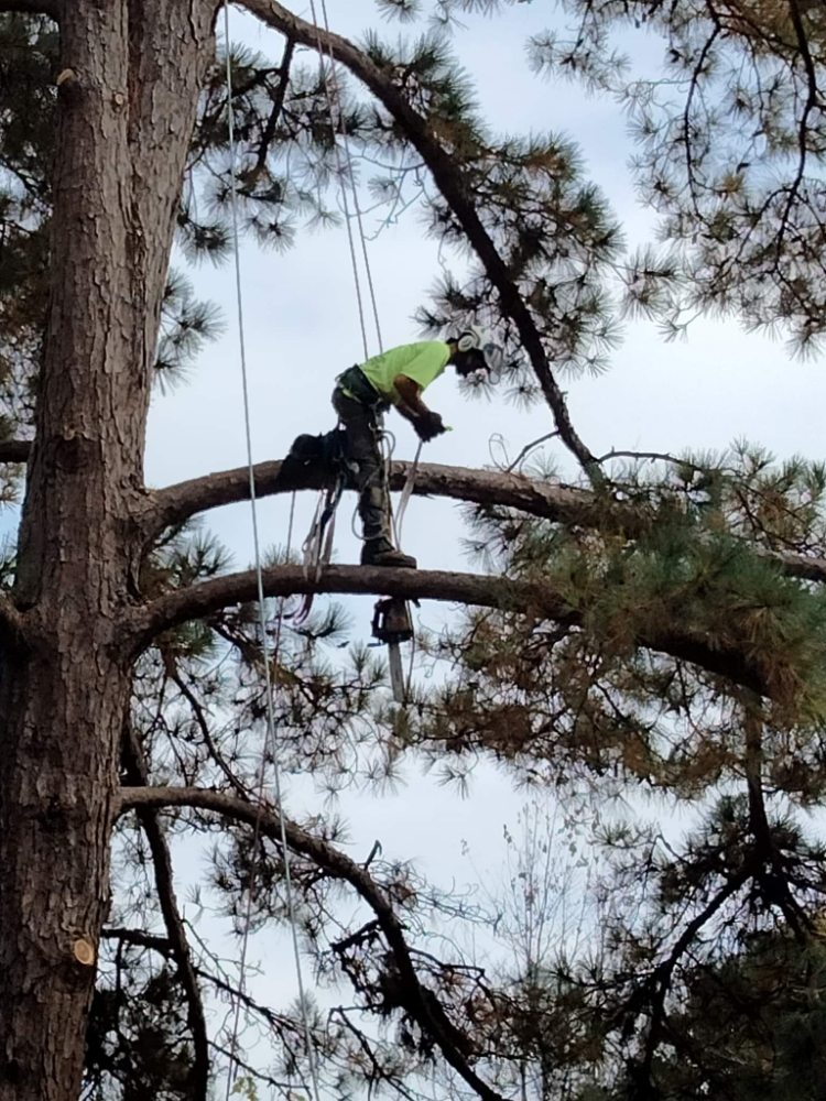 Arbor Elite - tree service in Columbia, SC