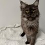 Photo of FireLynx Cattery