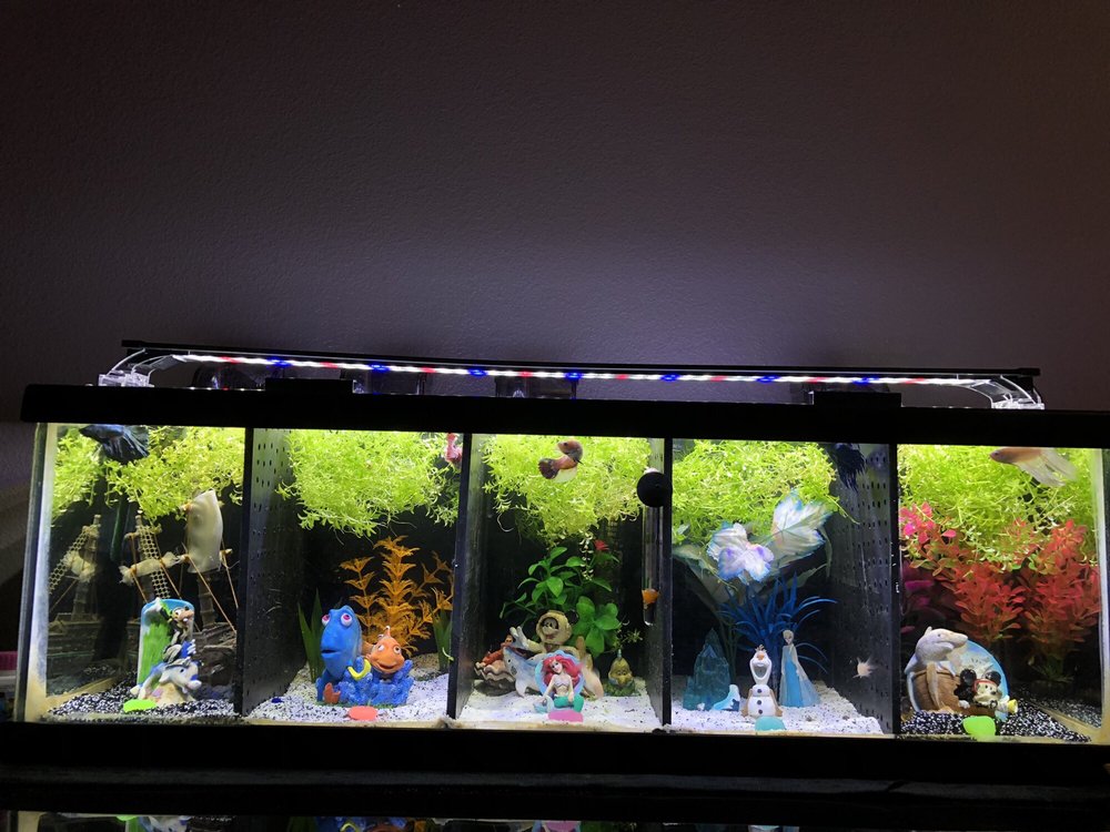 FISH N TANKS 1340 Roberts Ln, Bakersfield, California Aquarium