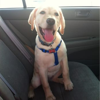 vca yorba regional animal hospital