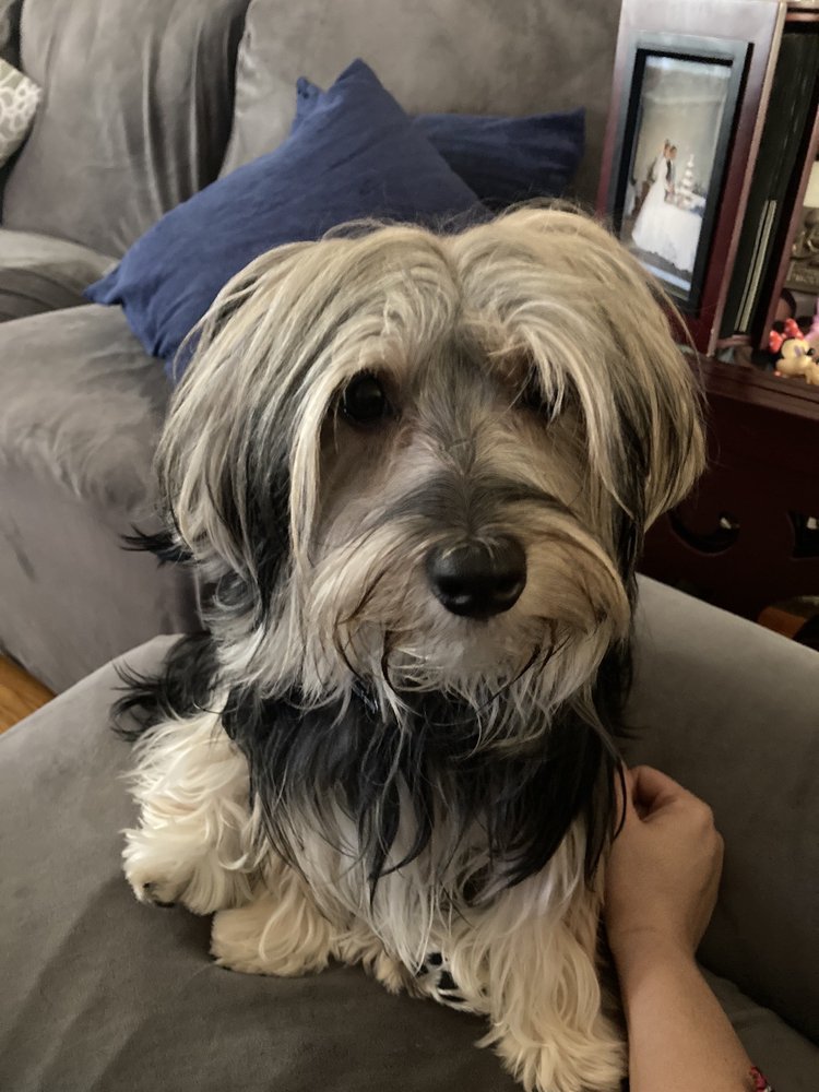 ALICE’S DOG HOUSE Updated September 2024 1057 Raritan Rd, Clark