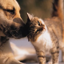 Durango Pet Sitting - Durango Pet Sitter Clients