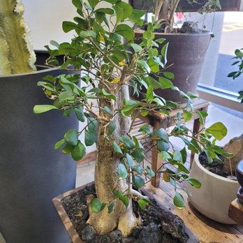 Moss & Timber - Nurseries & Gardening Near Me - St George, Utah