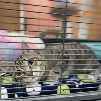Nevada SPCA - Artimis - Animal Shelters Near Me - Las Vegas, Nevada Nevada SPCA - Artimis - Animal Shelters Near Me - Las Vegas, Nevada