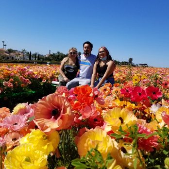The Flower Fields - 3 - Venues & Event Spaces Near Me - Carlsbad, California The Flower Fields - 3 - Venues & Event Spaces Near Me - Carlsbad, California