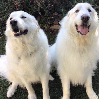 Four Paws Pet Ranch - Sophie & Buddy - Pet Training Near Me - Santa Rosa, California