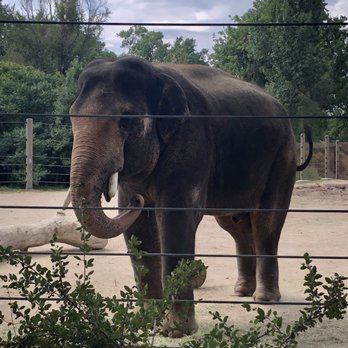 Denver Zoo - Elephant - Zoos Near Me - Denver, Colorado Denver Zoo - Elephant - Zoos Near Me - Denver, Colorado