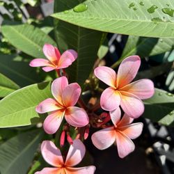 Bali Asian Cuisine - Plumeria. Summertime at Bali Asian, Lincoln Park.