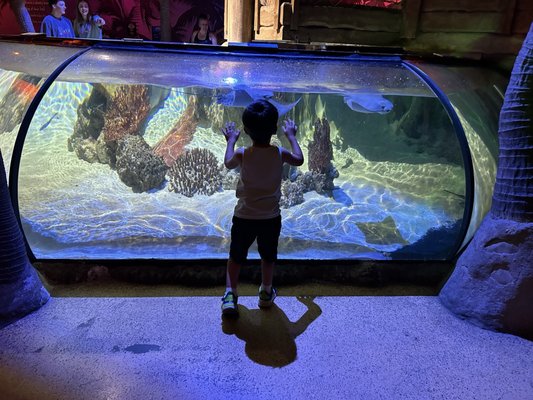 SEA LIFE Arizona Aquarium by null