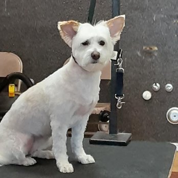 JoJo's Pet Palace - Pet Groomers Near Me - Kaysville, Utah JoJo's Pet Palace - Pet Groomers Near Me - Kaysville, Utah