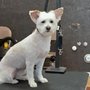 Photo of JoJo's Pet Palace
