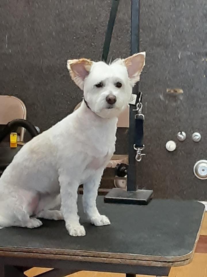 JOJO’S PET PALACE Updated September 2024 10 Photos 245 W 200th N