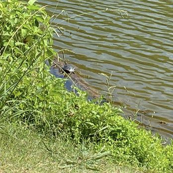 City Lake Park - Turtle on a log - Parks Near Me - Albemarle, North Carolina