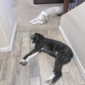 Banfield Pet Hospital - Rocky & Rambo days after a routine dental cleaning. - Veterinarians Near Me - Phoenix, Arizona Banfield Pet Hospital - Rocky & Rambo days after a routine dental cleaning. - Veterinarians Near Me - Phoenix, Arizona
