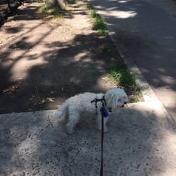 Willamsbridge Oval Dog Run - Lex