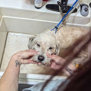 Cleanest Pup - He's a good bather. She's great with dogs. - Pet Groomers Near Me Cleanest Pup - He's a good bather. She's great with dogs. - Pet Groomers Near Me