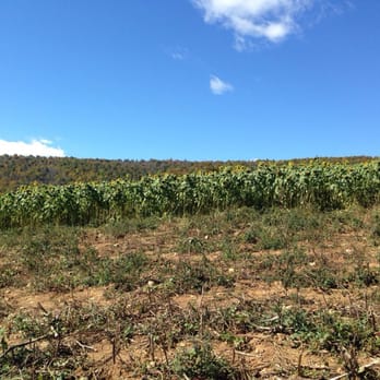 Hollin Farms - Sunflowers and sweet potatoes - Fruits & Veggies Near Me - Delaplane, Virginia