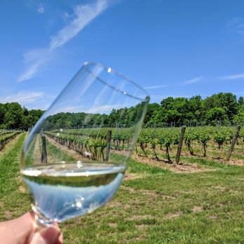 M Cellars - Gazing out into the vines! - Wine Tours Near Me - Geneva, Ohio