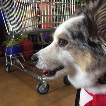 Dog Gone Holistic - Pet Stores Near Me - Riverview, Florida Dog Gone Holistic - Pet Stores Near Me - Riverview, Florida