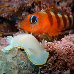 Dive! Tutukaka - Triple fin and nudibranch