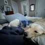 Photo of Beverly Dog Boarding