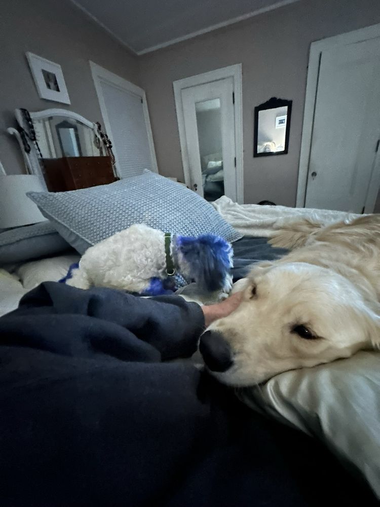 Beverly Dog Boarding - pet boarding facility in Chicago, IL