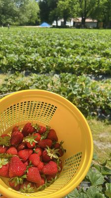 Salem Berry Farm by null