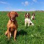Photo of Gemma Forde's Dog Training