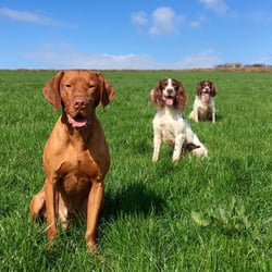 Gemma Forde's Dog Training - It takes a lot of willpower for a dog to sit instead of chasing birds and rabbits.