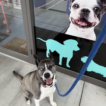Doggie Grooming Styles - Buckets! - Pet Groomers Near Me - Los Gatos, California