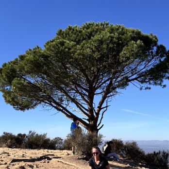 Wisdom Tree - Landmarks & Historical Buildings Near Me - Los Angeles, California