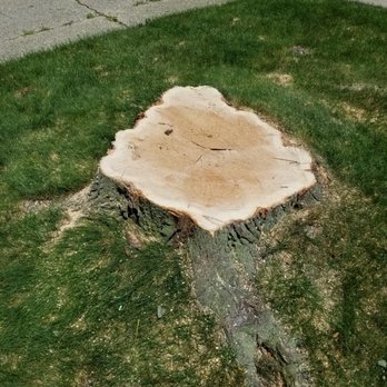 Arborgreen Tree Service - Tree Services Near Me - Evanston, Illinois