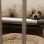 Photo of Pawfection Grooming Salon