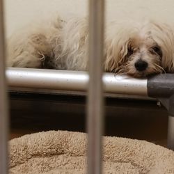 Pawfection Grooming Salon