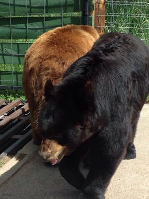 Bear Country USA by null