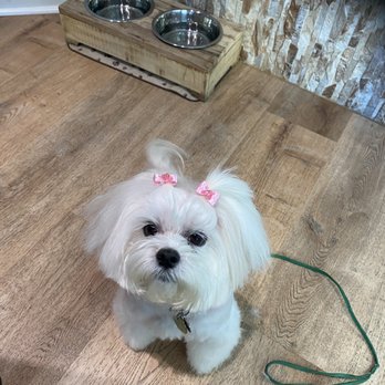 Kool & Kute - Little Lulu loving her Kool and Cute Cut - Pet Groomers Near Me - Miami, Florida