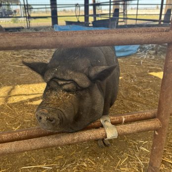 Udderlycaptured - Attraction Farms Near Me - Buckeye, Arizona